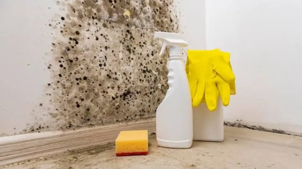 Mold on a wall corner with cleaning supplies on the floor