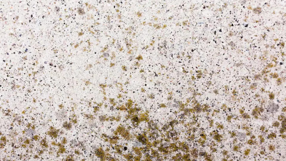 Dark speckled mold growth on a wall surface